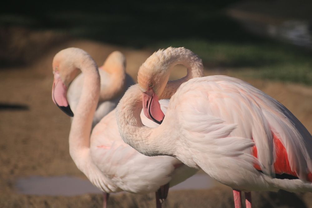 Фотография автора Анатолий Дауров