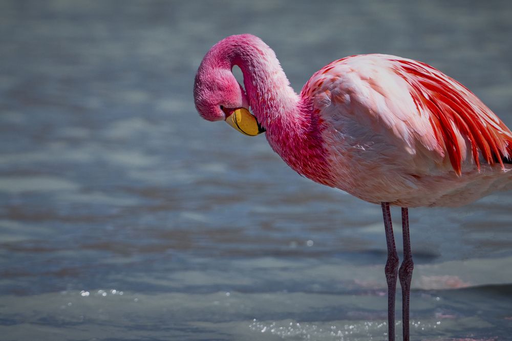 PINK FLAMINGO IN BOLIVIA`S LAGOON OF THE HIGH ANDES