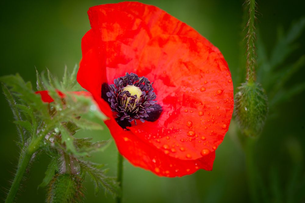 Photograph by Денис Дорошенко