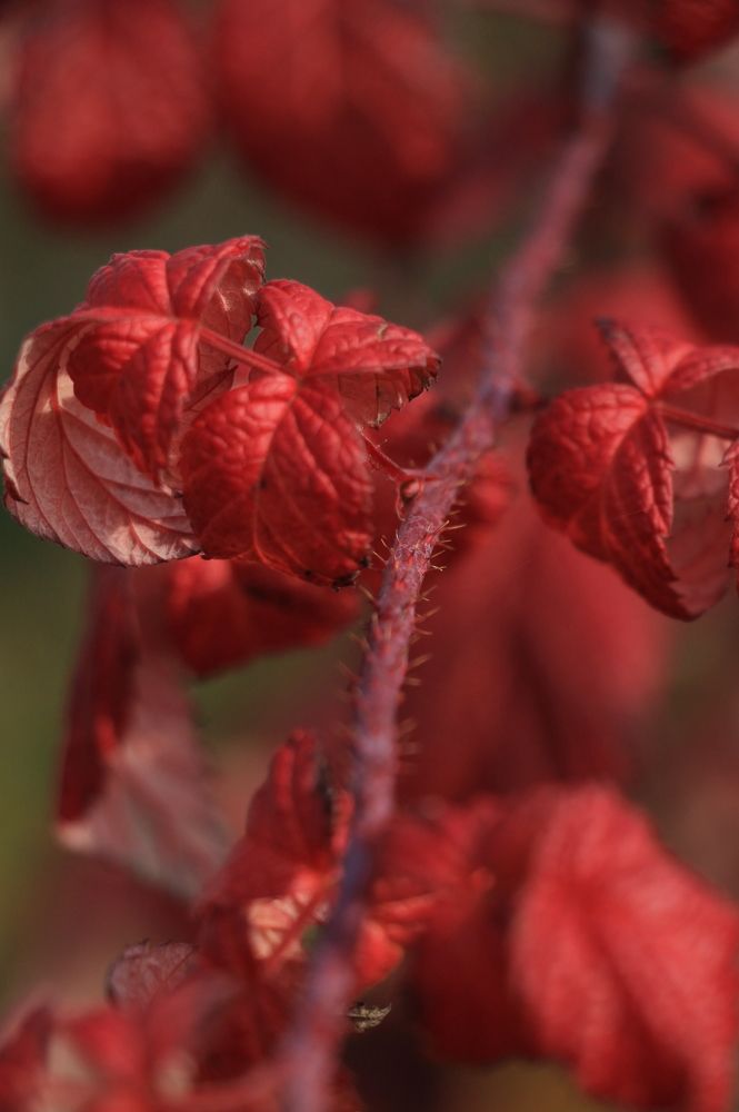 Photograph by Anna Orlova