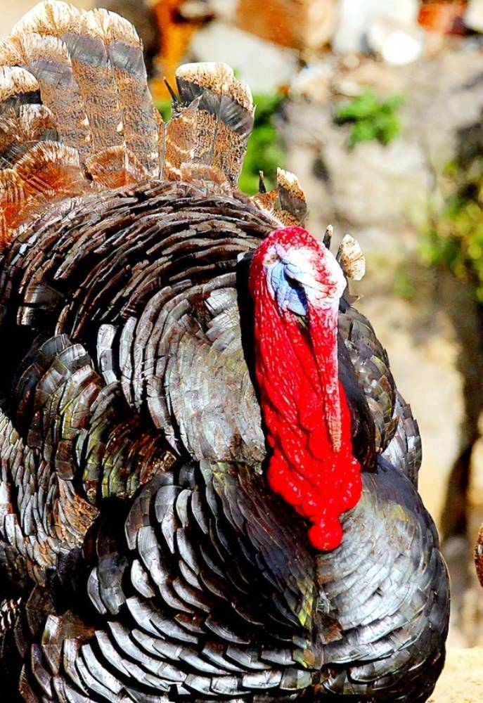 Photograph by Татьяна Слесарева