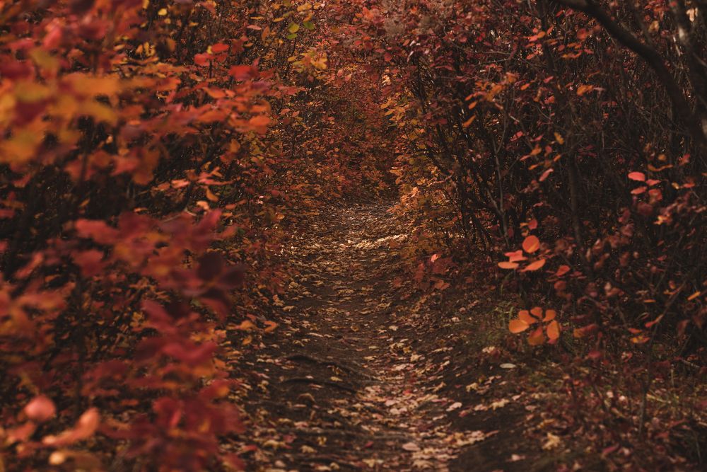 Photograph by Оксана Пономаренко