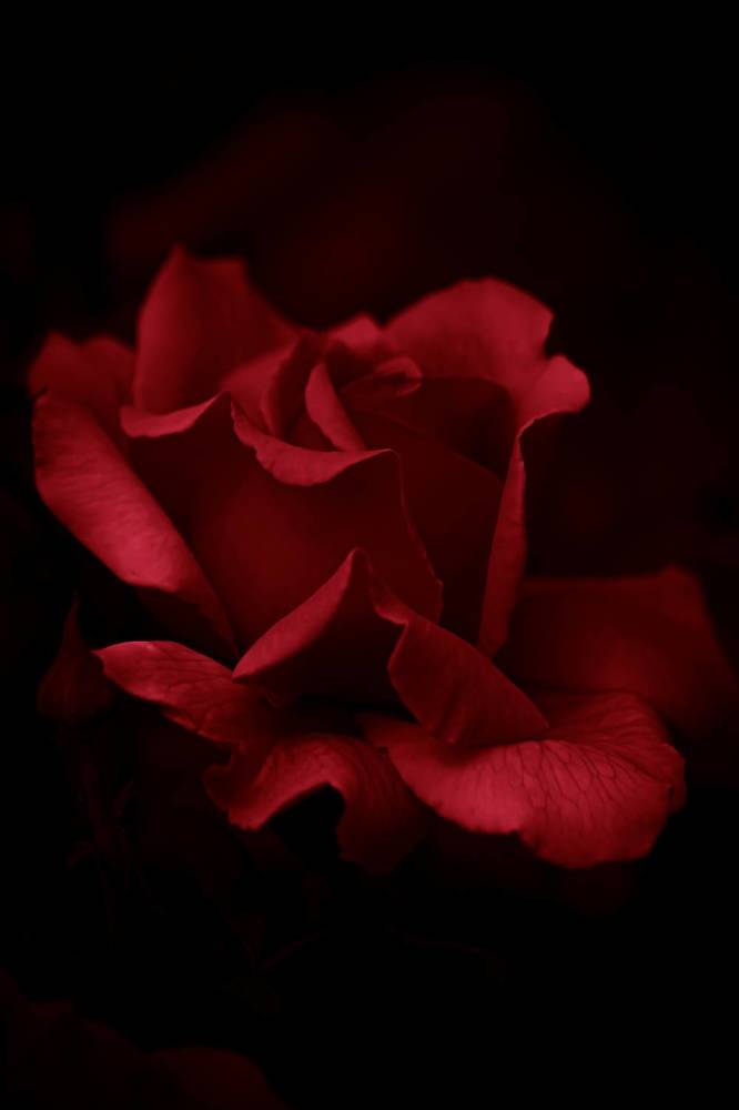 Photograph by Dina Garipova
