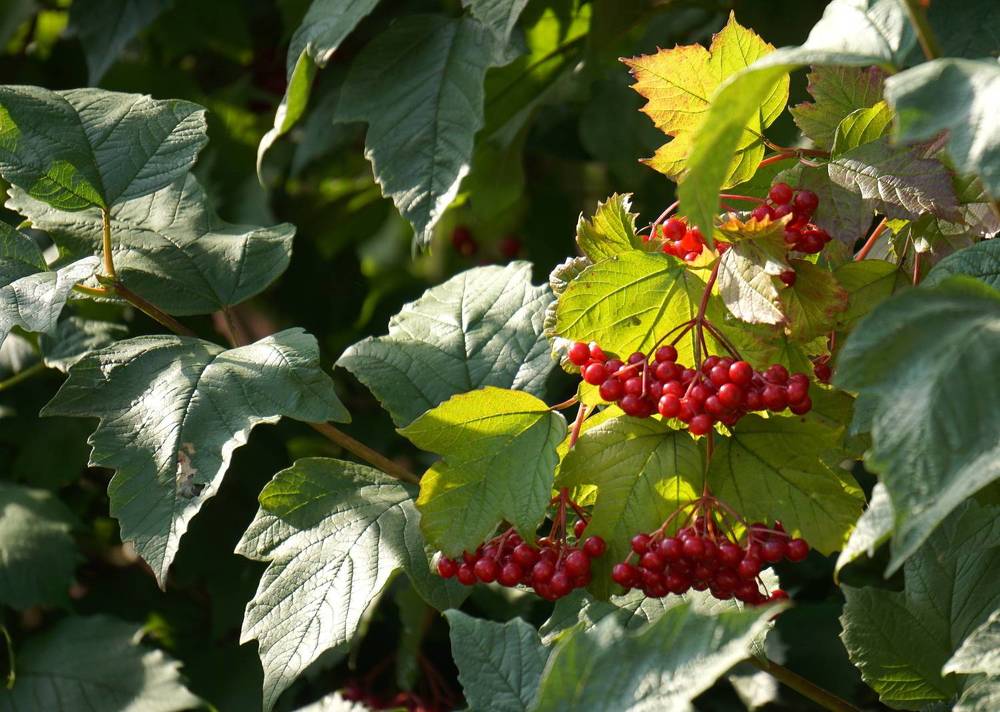 Photograph by Блюмина Елена