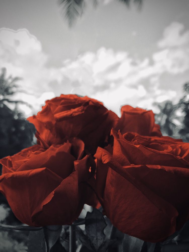 Photograph by Naveena Wimalarathne