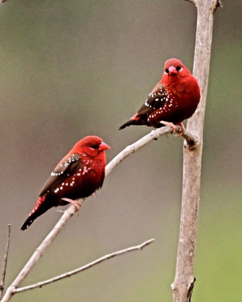 Red avadavat or Straw berry finch birds