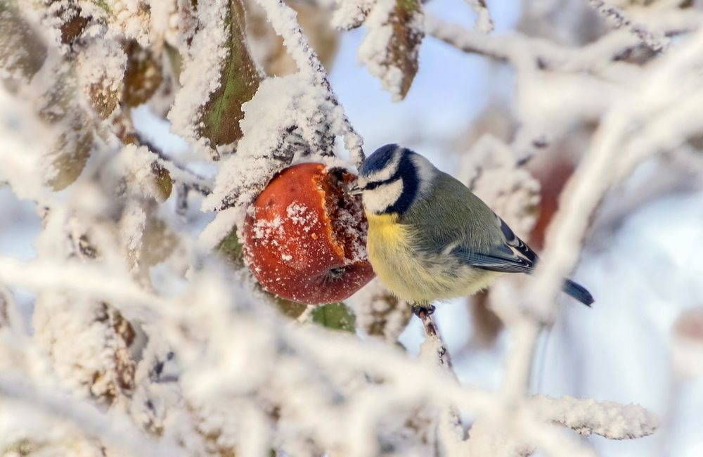 Вкусное зимнее яблочко!