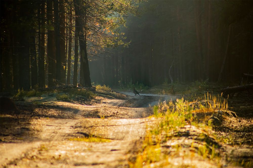 Дорога в тайгу