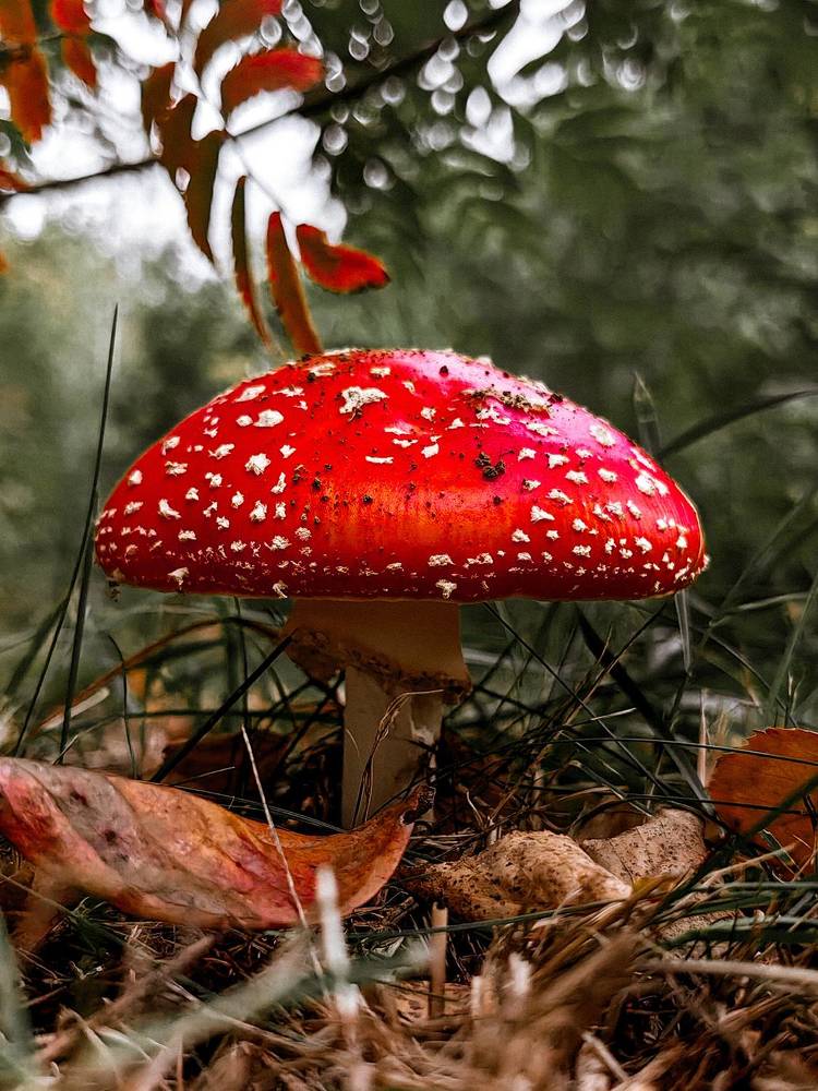 Фотография автора Елена Маслова