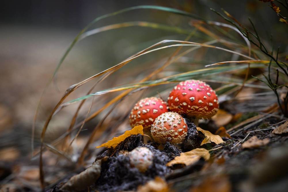 Photograph by Дарья Кончакова