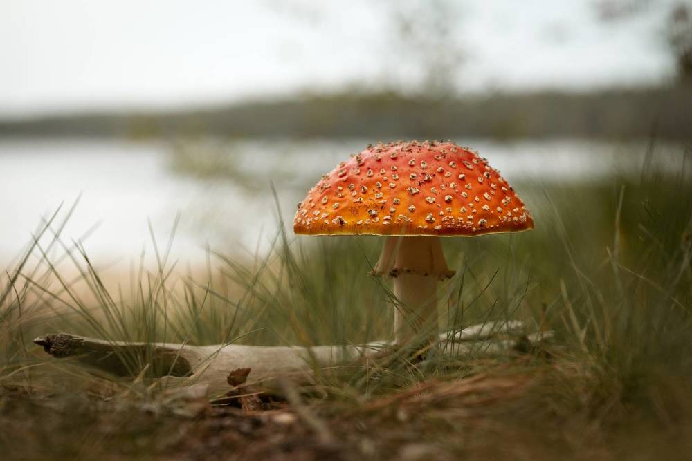 Photograph by Дарья Кончакова