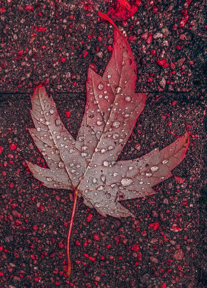 Фотография автора Елена Маслова