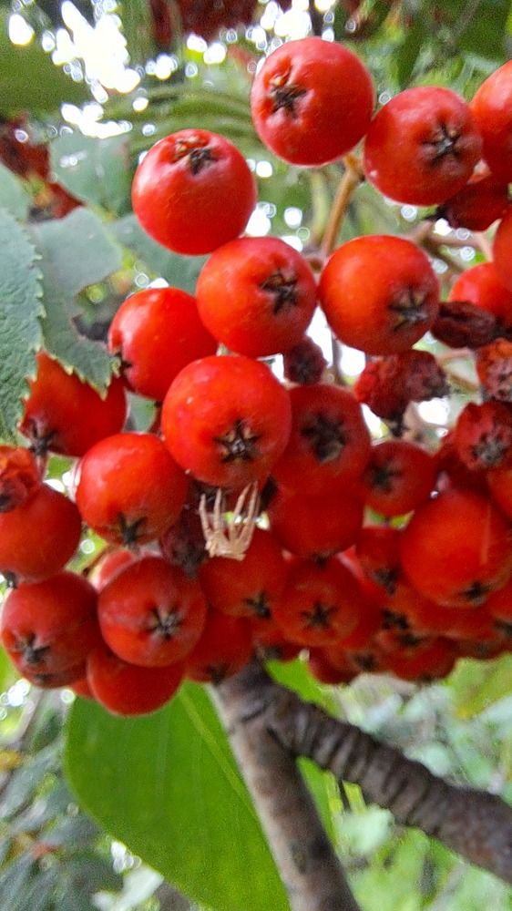 Photograph by Николай Худяков