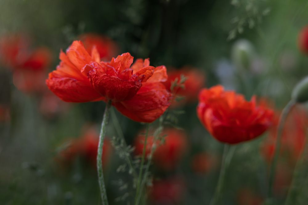 Photograph by Дарья Кончакова