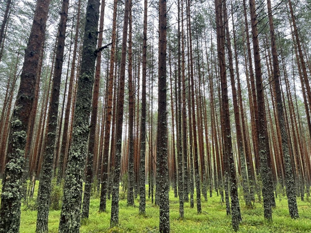 Photograph by Евгения Лазарева