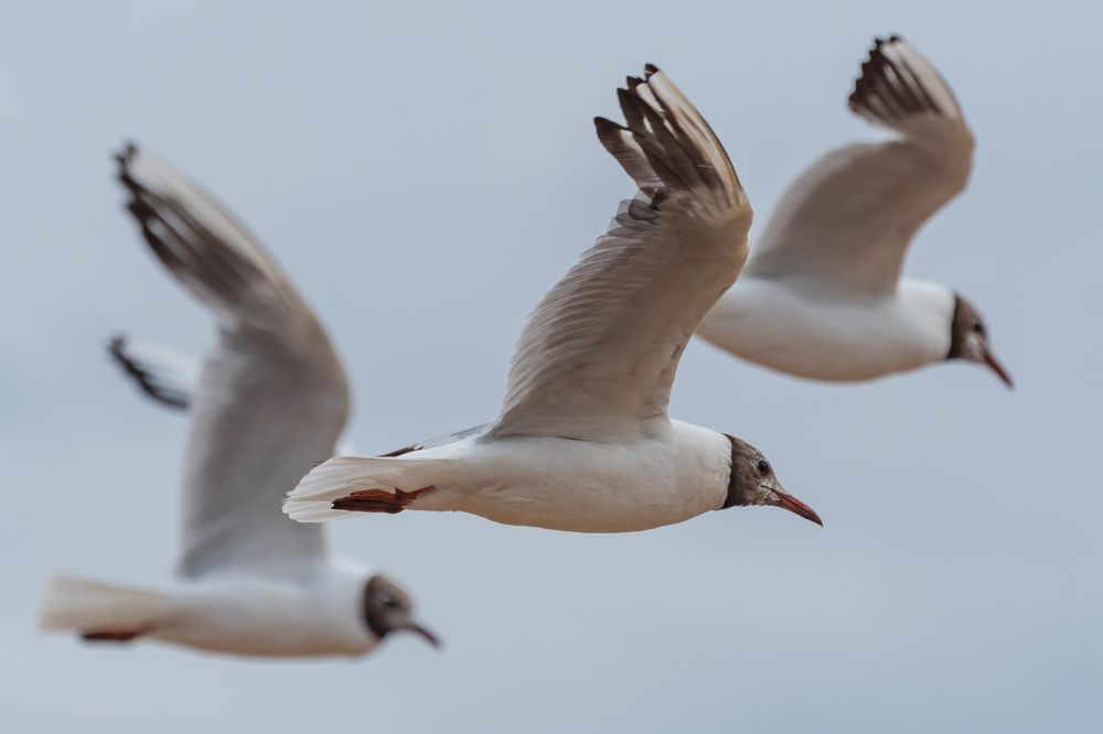 Photograph by Sveta_Poln