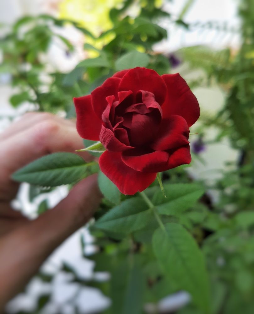 Photograph by Бакшеева Марина