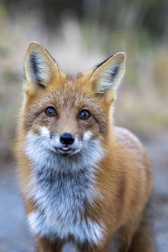 Red Fox