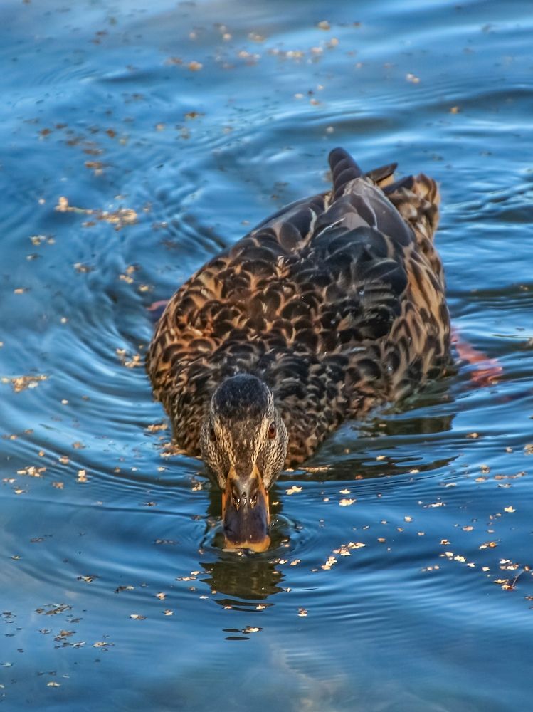Photograph by Илья Воякин