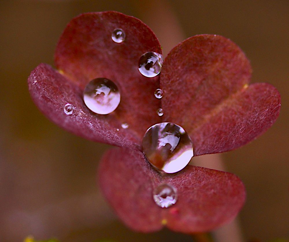 Автограф фотографа