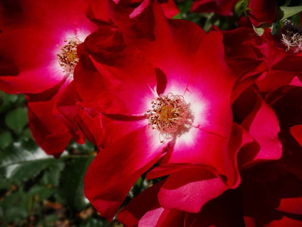 Photograph by Марина Раткун