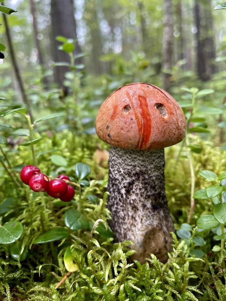 Photograph by Светлана Хохлова