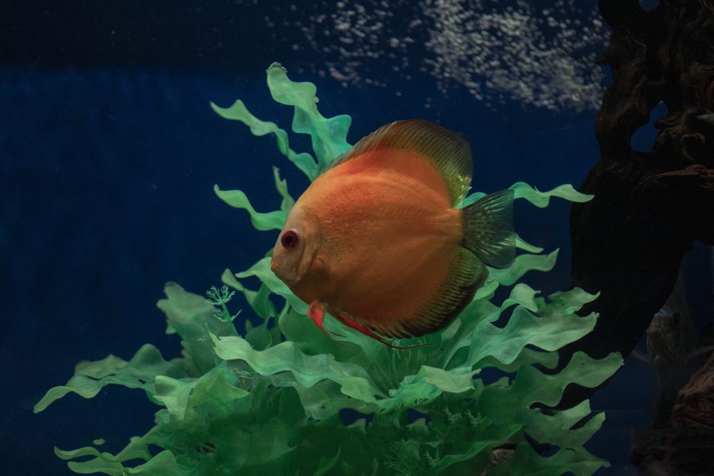 Photograph by Светлана Тарханова