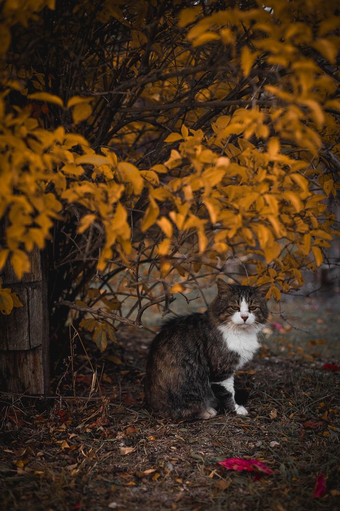 Photograph by Татьяна Алкарева-Горшкова