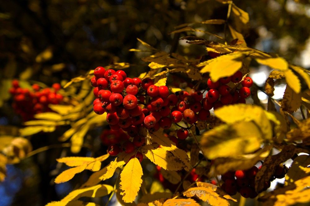 Рябина обыкновенная (Sorbus aucuparia) в осенний период
