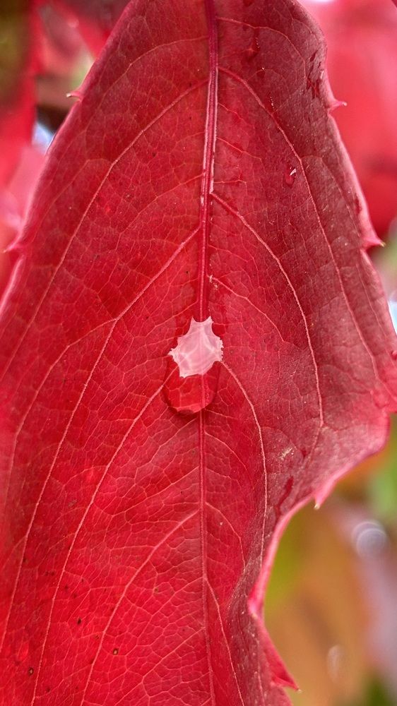 Photograph by Елена Гущина