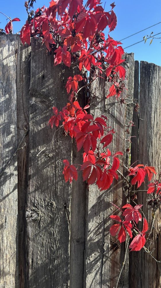 Photograph by Елена Гущина