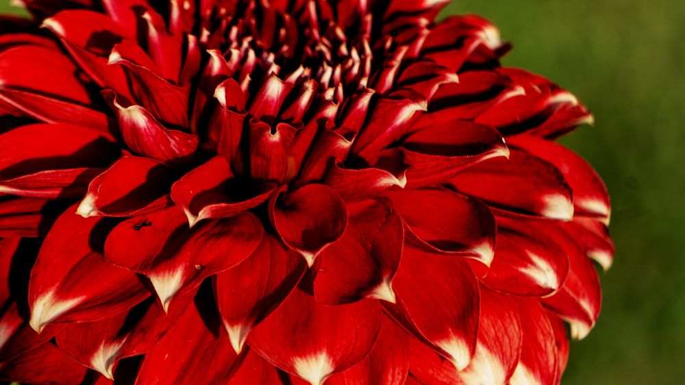 Фотография автора savitri Rawat