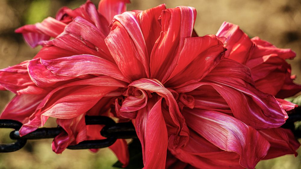 Фотография автора savitri Rawat