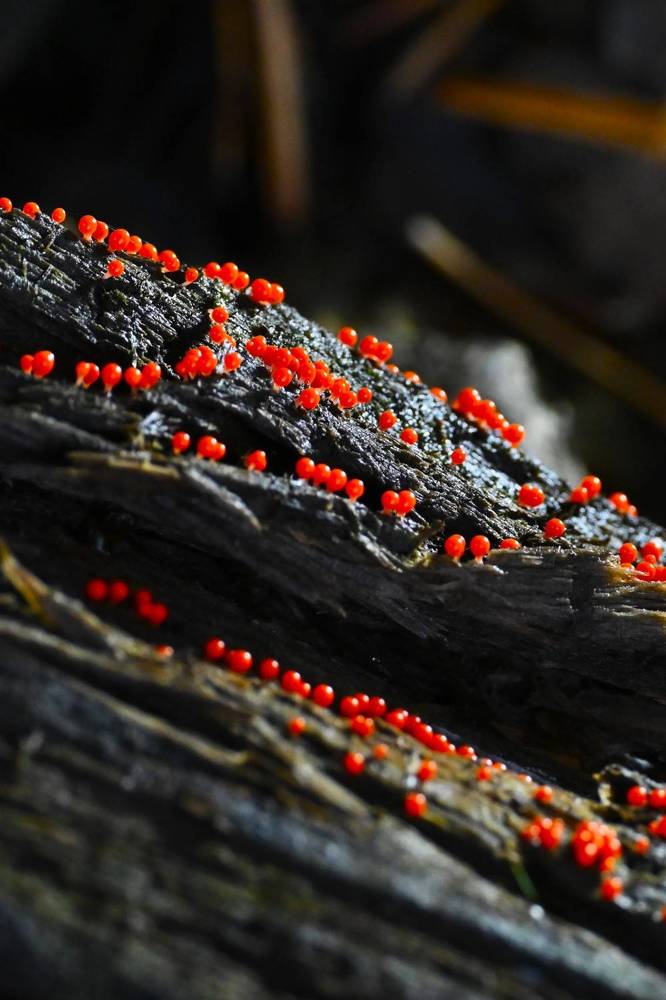 Фотография автора IRINA FILIPPOVA