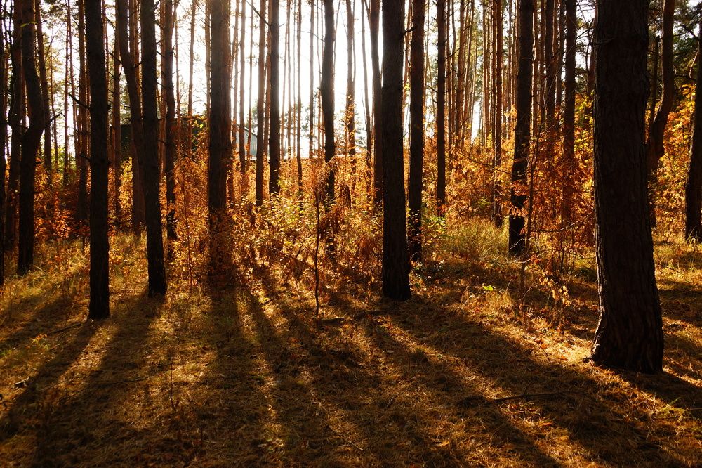 Photograph by Михаил Пасынков