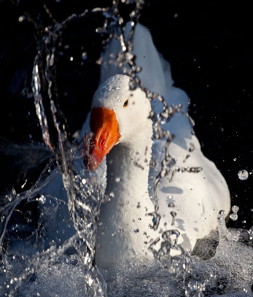 Фотография автора Александер Метт