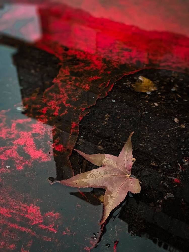 Фотография автора Ксения Шляйхер