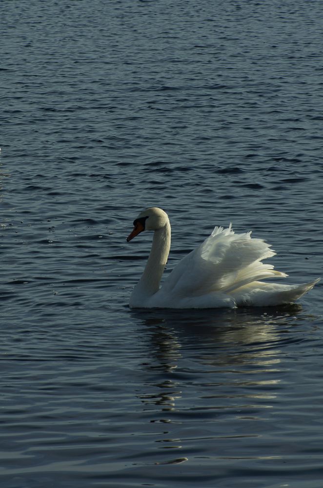 Photograph by Елена Пефтиева