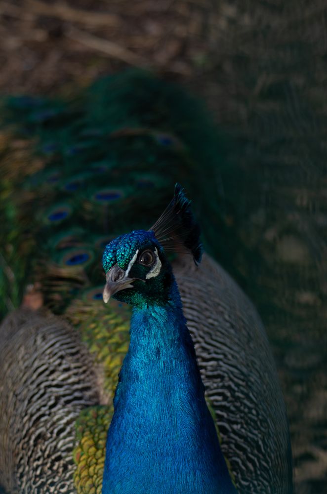 Photograph by Елена Пефтиева
