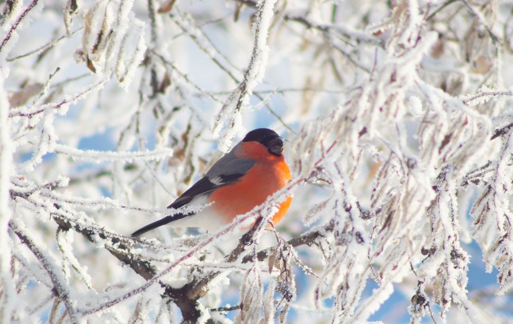 Photograph by Сергей Хранитель