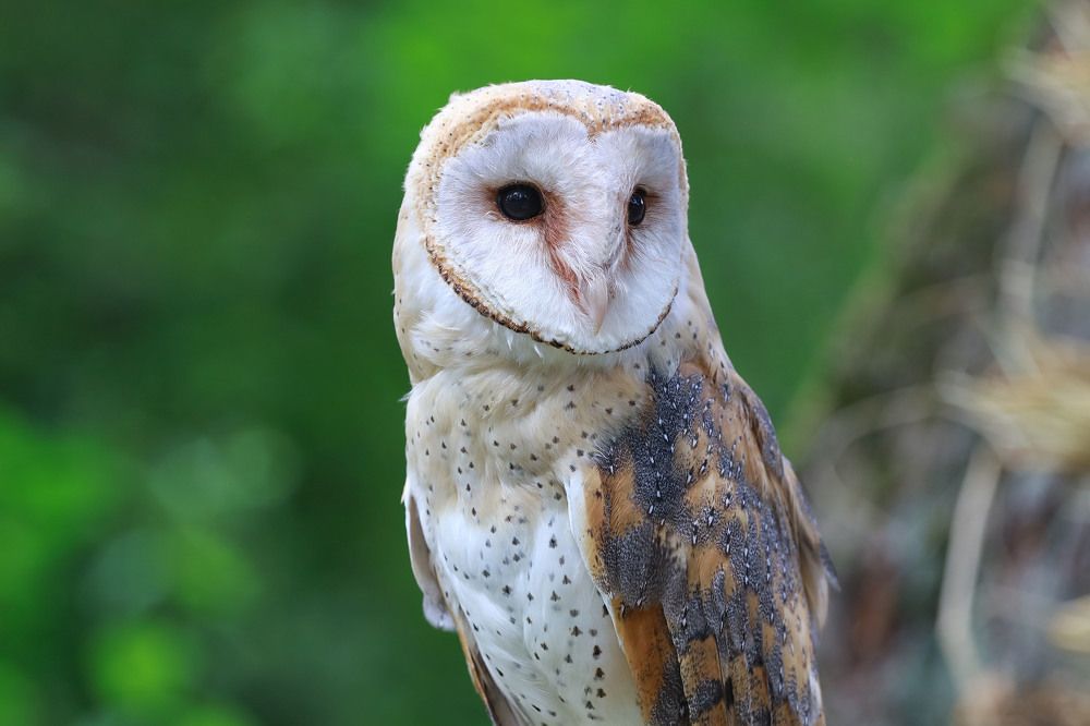 Фотография автора Игорь Ефремычев