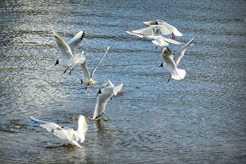 Фотография автора Анатолий Дауров