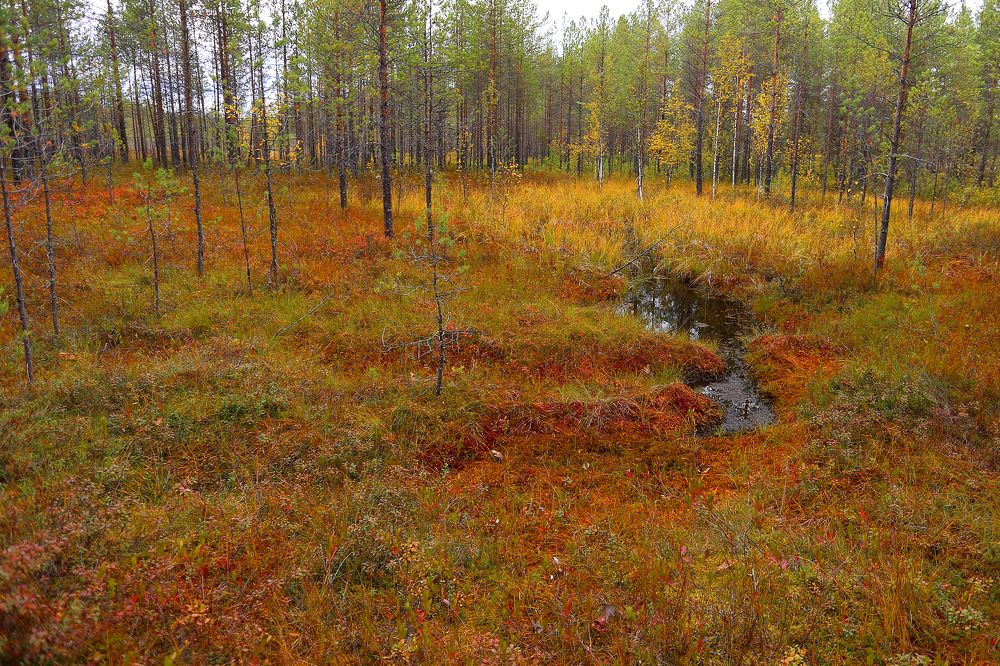 Клюквенное болото