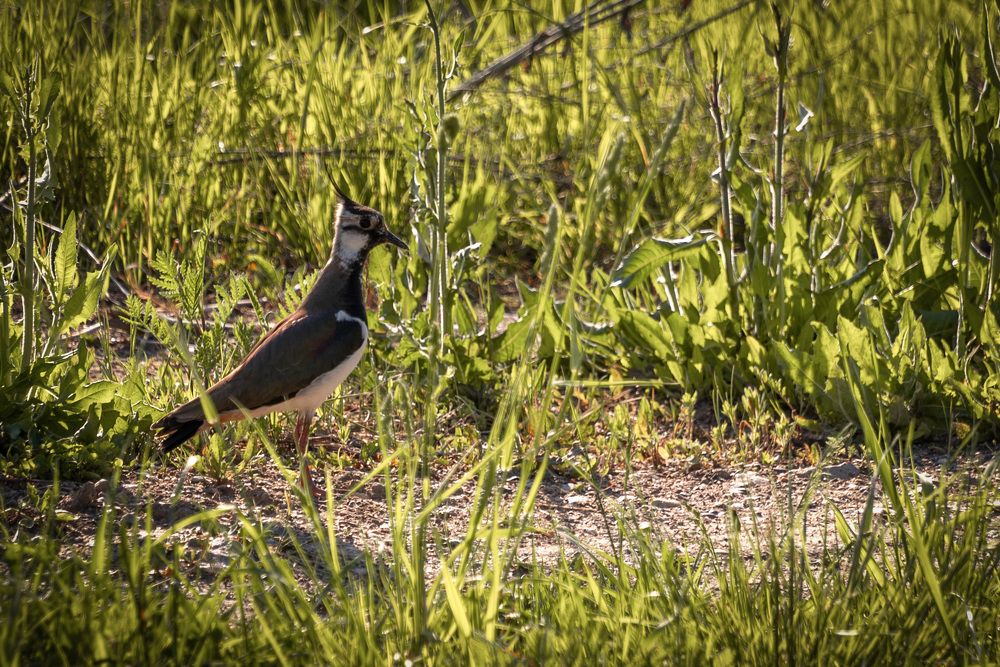 Photograph by Елена Ефимова