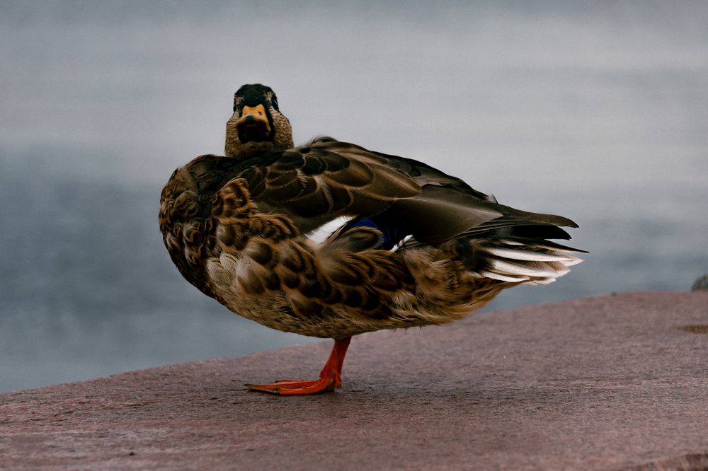 Photograph by Елена Ефимова