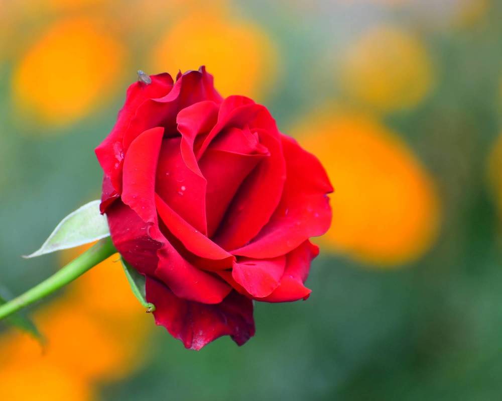 Photograph by Николай Абакумов