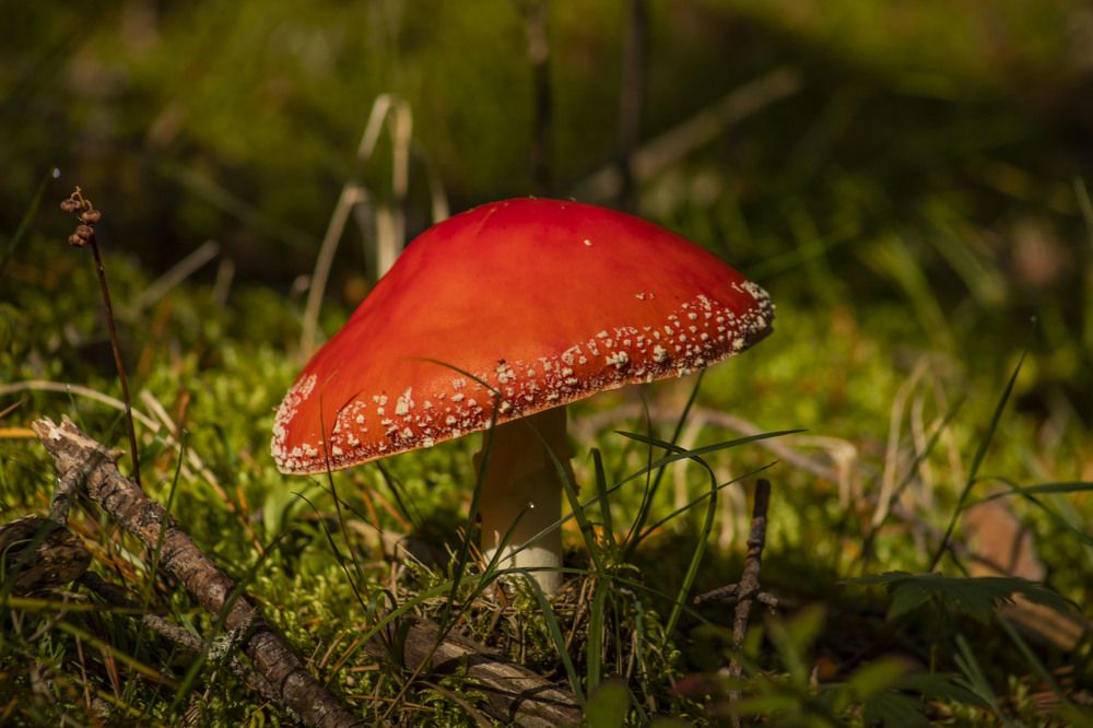 Photograph by Елена Перминова