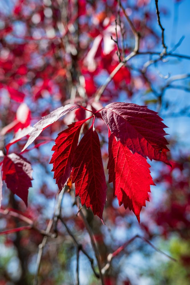 Фотография автора Дмитрий Referee