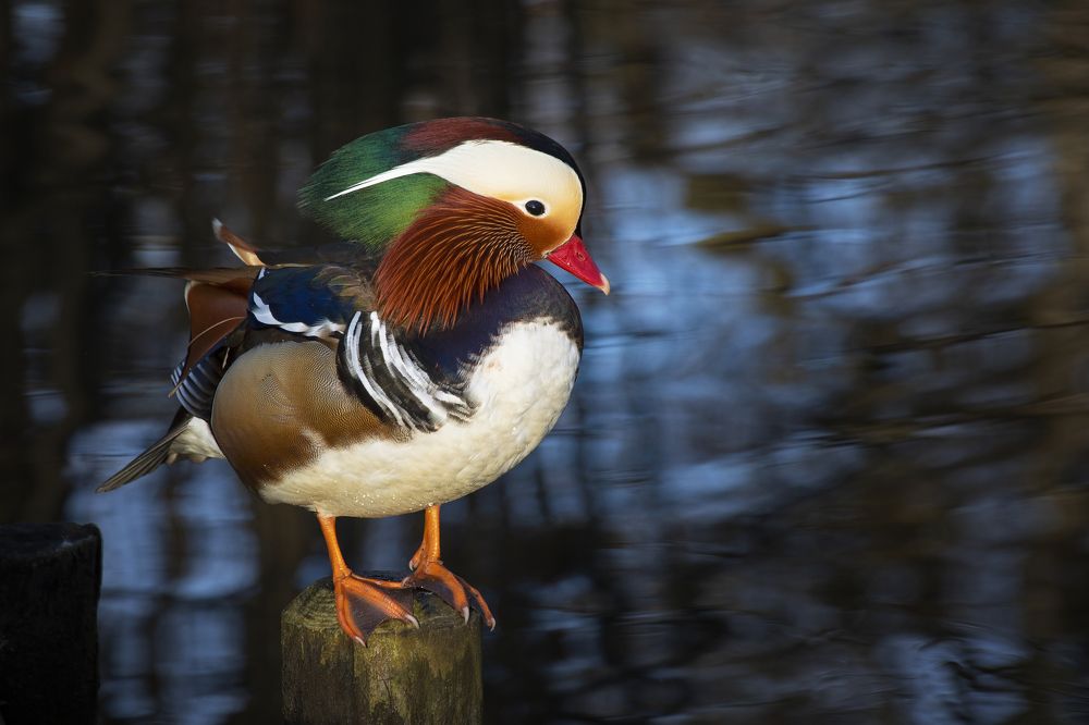 Mandarin duck near the water