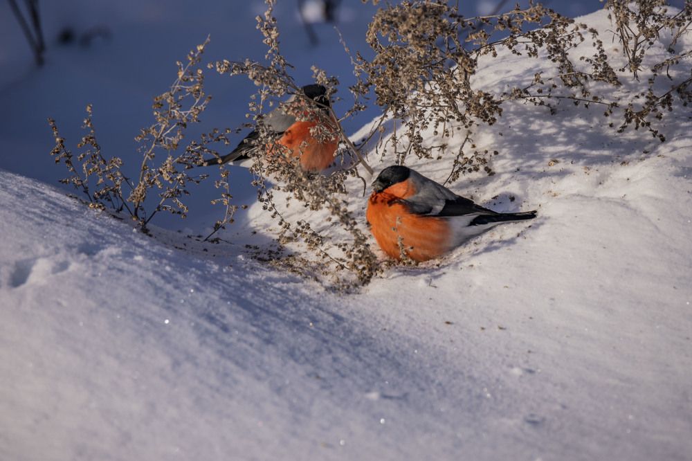 Photograph by Елена Перминова